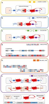 Comparison of NK alloreactivity prediction models based on KIR-MHC interactions in haematopoietic stem cell transplantation